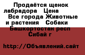 Продаётся щенок лабрадора › Цена ­ 30 000 - Все города Животные и растения » Собаки   . Башкортостан респ.,Сибай г.